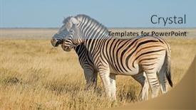 Presentation with national - Slide set featuring plains-zebras-equus-burchelli background and a light blue colored foreground