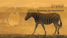  Presentation with dust - Slide set consisting of plains-zebras-equus-burchelli background and a  colored foreground
