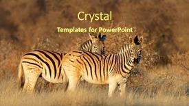 Presentation with south africa - PPT theme consisting of plains-zebras-equus-burchelli background and a tawny brown colored foreground