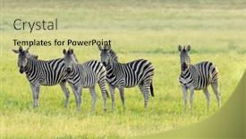  Presentation with africa - Presentation theme consisting of plains-zebras-equus-burchelli background and a mint green colored foreground