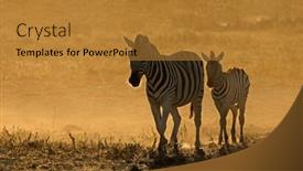  Presentation with dust - Theme enhanced with plains-zebras-equus-burchelli background and a gold colored foreground