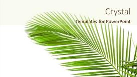  Presentation with rain - PPT layouts enhanced with plam-leaves-after-rain-isolated background and a soft green colored foreground