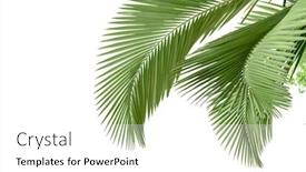  Presentation with fall leaves border white - PPT layouts with plam-leaves-isolated background and a white colored foreground