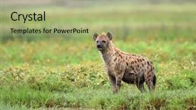  Presentation with park - Cool new presentation with plan tache - hyena in african natural park backdrop and a mint green colored foreground