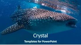  Presentation with shark - Slide deck enhanced with plankton - gigantic whale shark rhincodon typus background and a ocean colored foreground