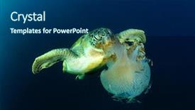  Presentation with jellyfish - Slide set featuring plankton - green sea turtle eats large background and a navy blue colored foreground