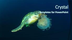  Presentation with plankton - PPT theme enhanced with plankton - green sea turtle eats large background and a navy blue colored foreground