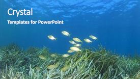  Presentation with seaweed - PPT layouts consisting of plankton - seaweed and fish in ocean background and a teal colored foreground