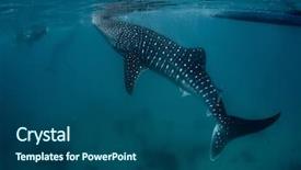  Presentation with whale - PPT theme having plankton - underwater shoot of a gigantic background and a ocean colored foreground