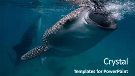  Presentation with plankton - Audience pleasing presentation design consisting of curly brunette hair beautiful wedding backdrop and a  colored foreground.