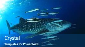  Presentation with plankton - Theme having plankton - whale shark underwater accompanied background and a ocean colored foreground