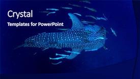  Presentation with plankton - PPT theme consisting of plankton - whale shark underwater accompanied background and a navy blue colored foreground