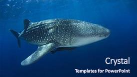  Presentation with shark - Cool new theme with plankton - whale shark whaleshark backdrop and a navy blue colored foreground