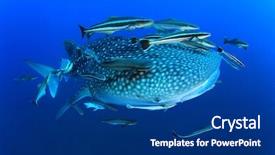  Presentation with plankton - Slide set enhanced with plankton - whale shark with remora background and a ocean colored foreground