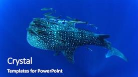  Presentation with whale - Theme having plankton - whale shark background and a navy blue colored foreground