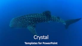  Presentation with plankton - Slide deck with plankton - whale shark background and a dark gray colored foreground