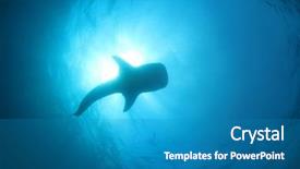  Presentation with shark - Colorful slides enhanced with plankton - whale shark backdrop and a teal colored foreground