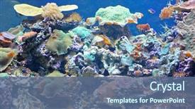  Presentation with coral reef - Audience pleasing slide deck consisting of sea plant - colourful coral reef deep underwater backdrop and a ocean colored foreground