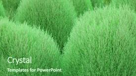  Presentation with focus - Theme having plant abstract focus is edge background and a forest green colored foreground