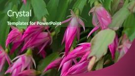  Presentation with pink flowers - Presentation design having plant also called christmas cactus background and a forest green colored foreground