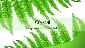  Presentation with fern - Theme featuring plant anatomy - fern isolated on white background background and a mint green colored foreground