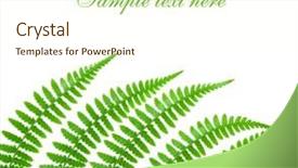  Presentation with plant anatomy - Amazing presentation theme having plant anatomy - fern isolated on white background backdrop and a cream colored foreground