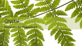  Presentation with fern - Theme with plant anatomy - fern background and a yellow colored foreground