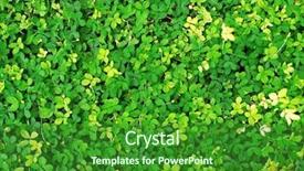  Presentation with plant anatomy - Audience pleasing presentation theme consisting of plant anatomy - fresh green leaves top view backdrop and a forest green colored foreground