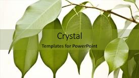  Presentation with plant anatomy - Beautiful PPT layouts featuring plant anatomy - green leaves backdrop and a  colored foreground