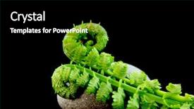  Presentation with fern - Slide set having plant anatomy - green tender fern leaves background and a black colored foreground