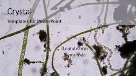  Presentation with plant anatomy - Presentation design enhanced with plant anatomy - microscopic life in fresh water background and a light gray colored foreground