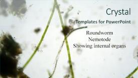  Presentation with water life - Amazing presentation theme having plant anatomy - microscopic life in fresh water backdrop and a sky blue colored foreground