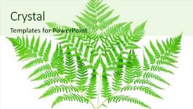 Presentation with plant anatomy - Amazing slide set having plant anatomy - young green fern leaf backdrop and a mint green colored foreground
