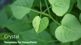  Presentation with sweet potato plant - Presentation featuring plant-and-leaves-of-sweet background and a forest green colored foreground