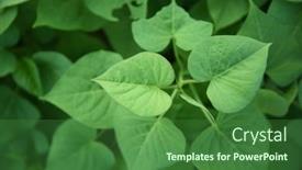  Presentation with sweet potato plant - Slide set consisting of plant-and-leaves-of-sweet background and a forest green colored foreground