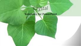  Presentation with sweet potato plant - PPT theme having plant-and-leaves-of-sweet background and a seafoam green colored foreground