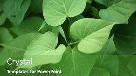  Presentation with sweet potato plant - Slides consisting of plant-and-leaves-of-sweet background and a shamrock green colored foreground