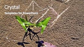  Presentation with plant - Presentation design enhanced with plant arrowhead background and a  colored foreground