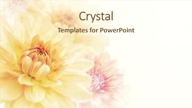  Presentation with dahlia - Theme having floral background - dahlia flowers close up soft background and a cream colored foreground