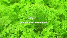  Presentation with pet plant industrial - Theme consisting of plant-background background and a shamrock green colored foreground