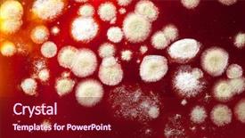  Presentation with plant biology - Colorful theme enhanced with plant biology - mold on red backdrop and a wine colored foreground