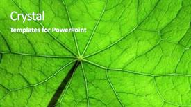  Presentation with plant biology - Colorful presentation theme enhanced with plant biology - nasturtium leaf detailed backdrop and a shamrock green colored foreground