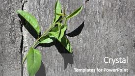  Presentation with concrete - Audience pleasing PPT layouts consisting of growing old - green plant branch backdrop and a gray colored foreground