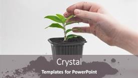  Presentation with child care - Amazing PPT theme having plant-care-concept-child-hands backdrop and a gray colored foreground