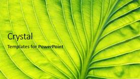  Presentation with texture - Presentation theme enhanced with plant cell - abstract leaf texture background and a yellow colored foreground