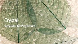  Presentation with abstract leaves - Audience pleasing slide deck consisting of plant cell - abstract skeleton leaves background backdrop and a seafoam green colored foreground