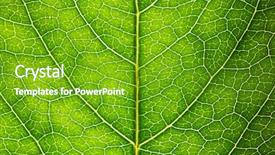  Presentation with cell - Presentation theme enhanced with plant cell - green leaf texture background and a shamrock green colored foreground