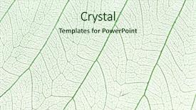  Presentation with green leaf - Audience pleasing presentation theme consisting of plant cell - green skeleton leaf backdrop and a soft green colored foreground