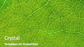  Presentation with leave - PPT layouts featuring plant cell - structure of green leave natural background and a shamrock green colored foreground