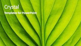  Presentation with green leaf - Slides having plant cell - texture of a green leaf background and a shamrock green colored foreground